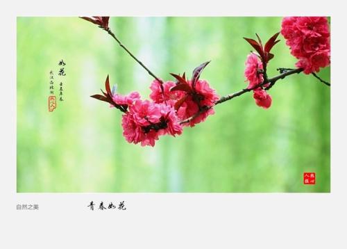 原创 青春如花读后感