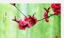 原创 青春如花读后感