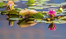 优秀作文|| 谭小靖： 美，悄然绽放