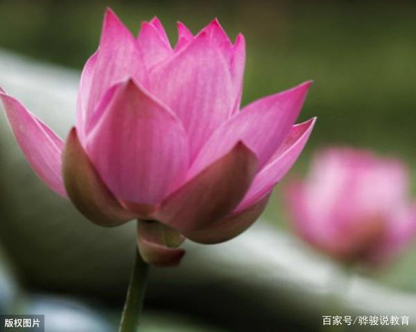 中学生作文:《一湖残荷》,留得残荷听雨声,那是一种风景 1
