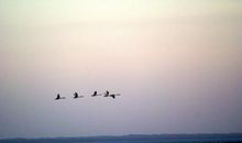 璀璨达里湖散文