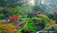 六年级作文：花园