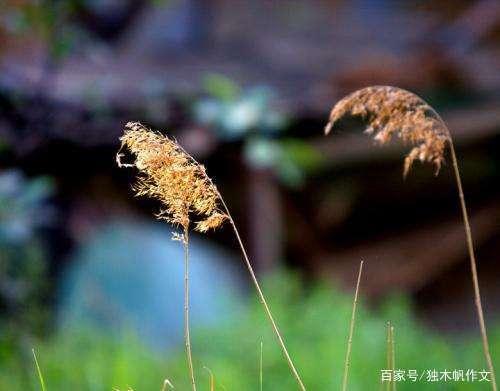 四年级作文:平凡事物中的美