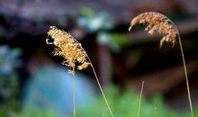 四年级作文：平凡事物中的美