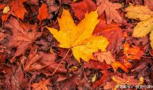 初中优秀作文：《那暖黄色的身影》，我会永远铭记