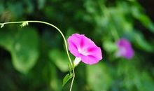 好的作文是改出来（《那一刻，我长大了》如何修改及例文）