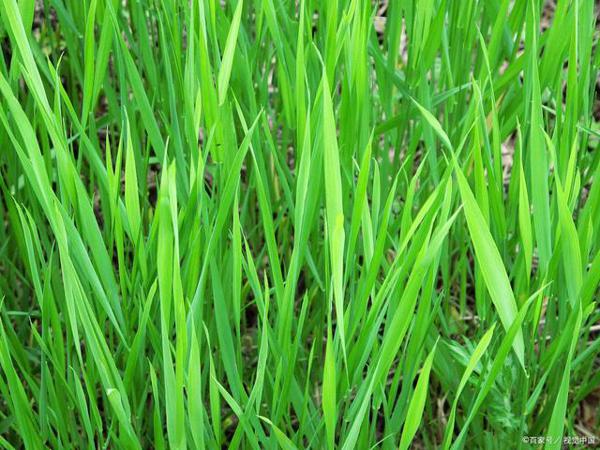 教师点评作文｜致敬“逆行者” 1