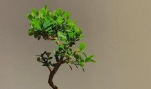 初中作文——《那一刻，我遇见幸福》