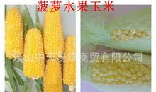 菠萝 描写水果的作文600字