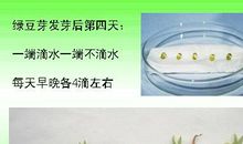 豆芽养成记 观察绿豆发芽作文500字
