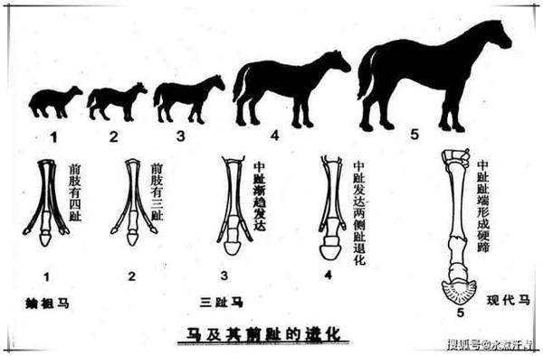 我是一只蝙蝠 想象的作文700字