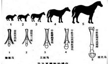 我是一只蝙蝠 想象的作文700字