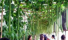 参观蔬菜博览会作文