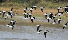 2020年高考作文押题素材：个体和群体