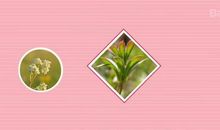 “疫”线面孔读后感｜浙大附小四（1）班叶沐暄：小小口罩，大大依靠