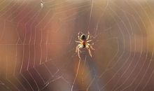 满分作文-《蜘蛛的启示》