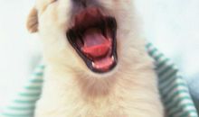 可爱的小狗_小动物作文