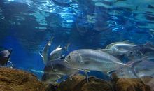 三年级写景作文：游大连圣亚海洋馆_450字