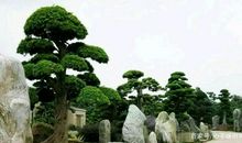 初中生，语文有三怕；一怕周树人，二怕写作文，三怕文言文！