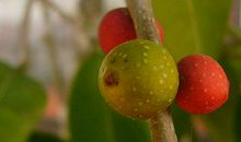 盛夏的果实-优秀记叙文600字