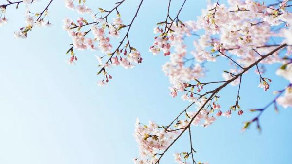 【作文大讲堂】名师支招，让你的议论摆脱枯燥！ 2