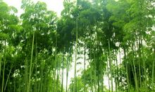 家乡的竹林-小学状物作文300字