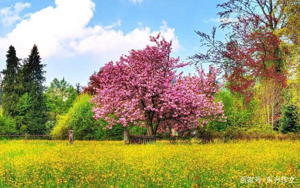 东方作文每日一读:《一棵开花的树》