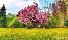 东方作文每日一读：《一棵开花的树》