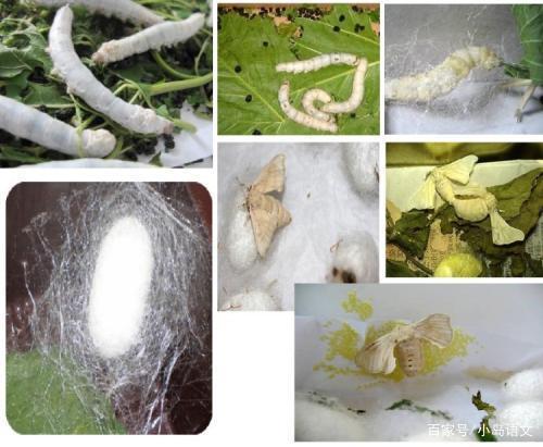 不用养蚕,也不用种豆芽,语文老师用1个方法就能让你写优秀作文