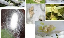 不用养蚕，也不用种豆芽，语文老师用1个方法就能让你写优秀作文