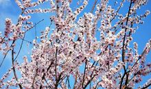 高中生作文｜一群“平凡”的人 救了世界