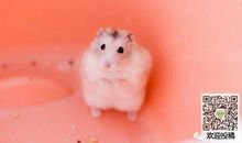 我家的“小皮鼠” 描写仓鼠的作文500字