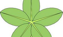 默默的绿叶,太棒了作文