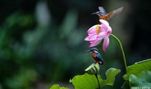 游记作文，游公园作文600字，小学生赶紧看起来