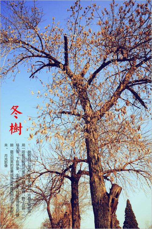 我是一棵树-优秀诗歌