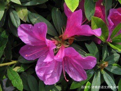 高考作文辅导50：语言凝聚文化，文化承续国家