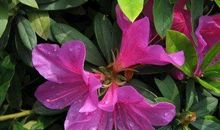 高考作文辅导50：语言凝聚文化，文化承续国家