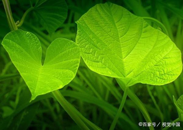 疫情之下给学生的思考（作文素材） 4