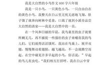 给小鸟安个家 优秀写事作文550字