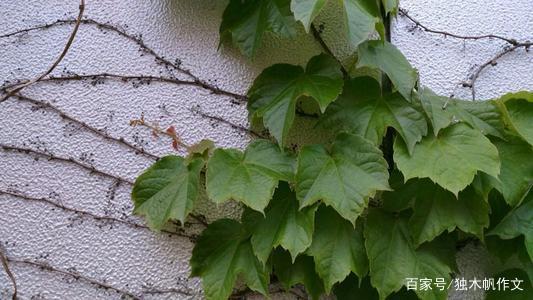 四年级作文：顽强的爬山虎