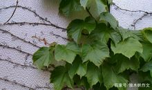 四年级作文：顽强的爬山虎