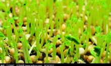 黄豆生长的摘要记录 观察黄豆发芽作文1000字