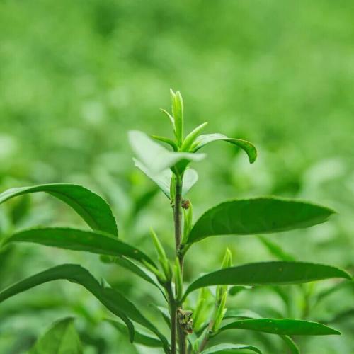 那一缕清香 家乡的茶叶作文600字