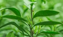 那一缕清香 家乡的茶叶作文600字