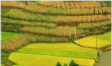 秋天的田野_400字