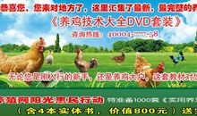 养鸡“趣”事 养鸡叙事作文700字