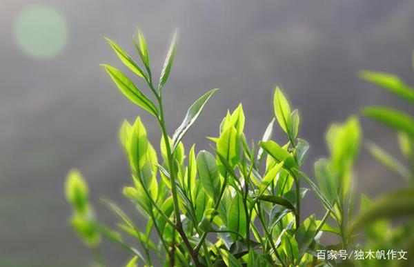 六年级作文:初春的味道