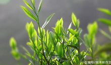 六年级作文：初春的味道