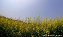 高考作文辅导13：朴素，别样的美