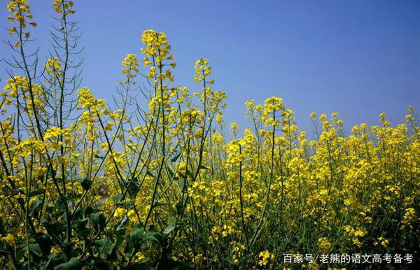 高考作文辅导13：朴素，别样的美 1